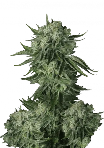 FastBuds Mody Dick (Auto) 3 Stück