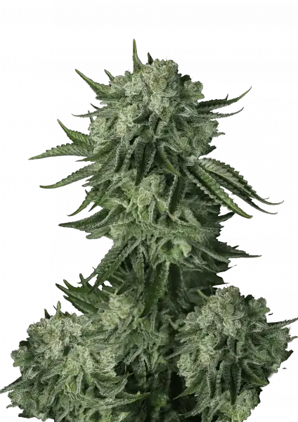 FastBuds Mody Dick (Auto) 3 Stück