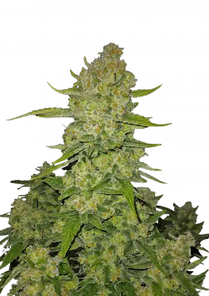 FastBuds Papaya Cookies (Auto) 3 Stück