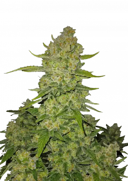 FastBuds Papaya Cookies (Auto) 3 Stück