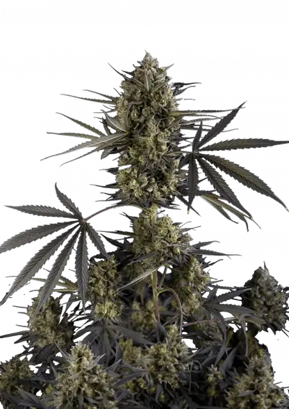FastBuds Pound Cake (Auto) 3 Stück