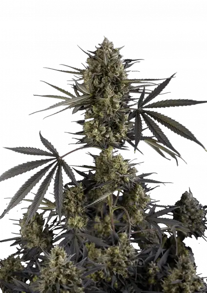 FastBuds Pound Cake (Auto) 3 Stück