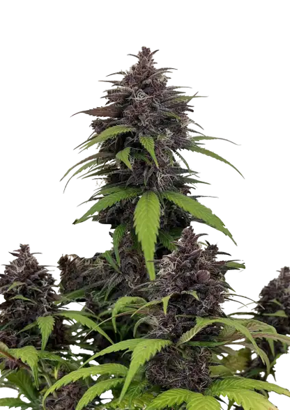FastBuds Purple Haze (Auto) 3 Stück