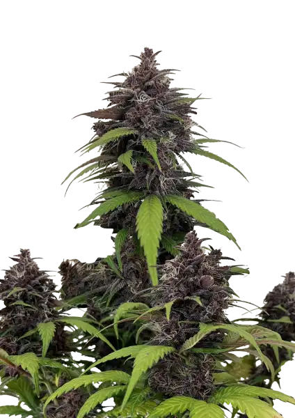 FastBuds Purple Haze (Auto) 3 Stück
