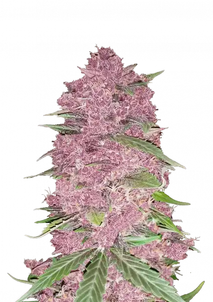 FastBuds Purple Lemonade (Auto) 3 Stück