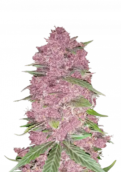 FastBuds Purple Lemonade (Auto) 3 Stück