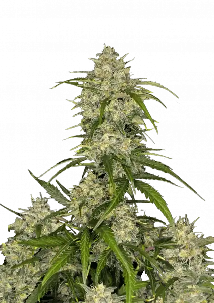 FastBuds Sour Jealousy  (Auto) 3 Stück