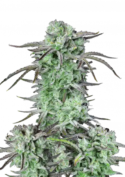 FastBuds Strawberry Banana (Auto) 3 Stück