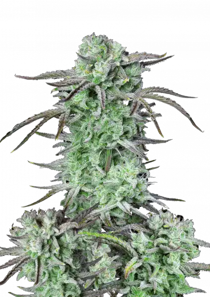 FastBuds Strawberry Banana (Auto) 3 Stück
