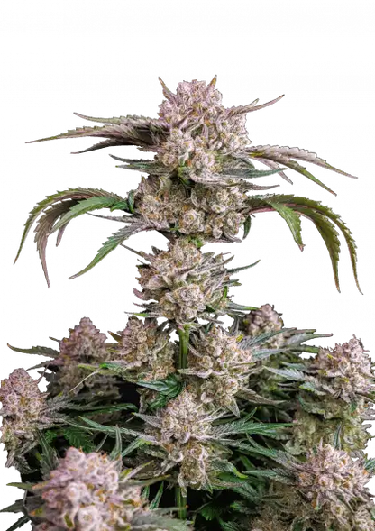 FastBuds Strawberry Gorilla (Auto) 3 Stück