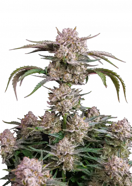 FastBuds Strawberry Gorilla (Auto) 3 Stück