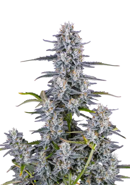 FastBuds Super Boof (Auto) 3 Stück