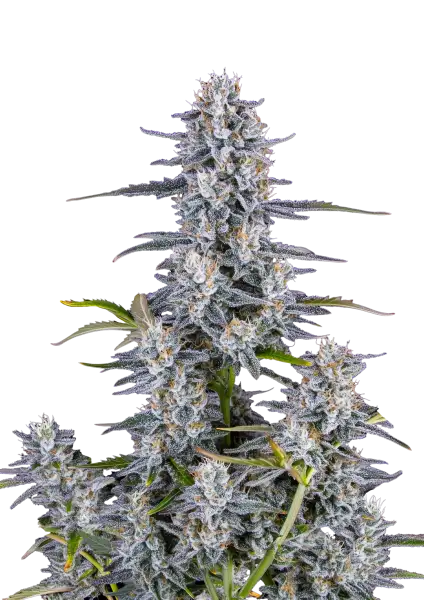 FastBuds Super Boof (Auto) 3 Stück