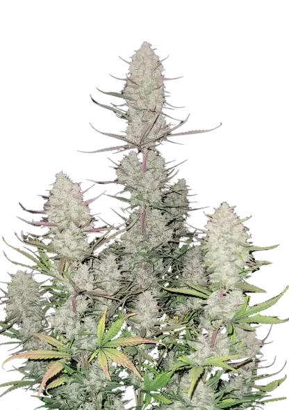 FastBuds Tropicana Cookies (Auto) 3 Stück