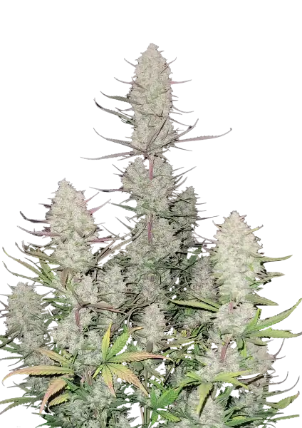 FastBuds Tropicana Cookies (Auto) 3 Stück