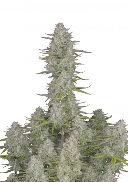 FastBuds Wedding Cheesecake (Auto) 3 Stück