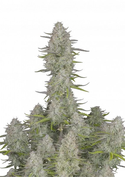 FastBuds Wedding Cheesecake (Auto) 3 Stück