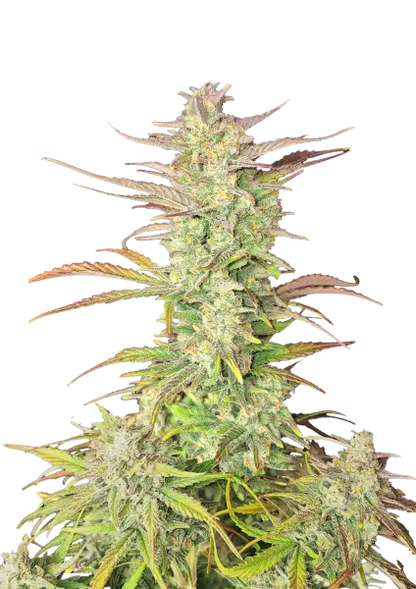 FastBuds Z-Up (Auto) 3 Stück
