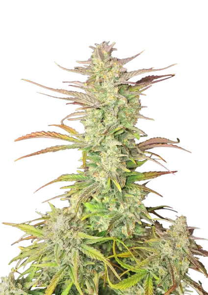 FastBuds Z-Up (Auto) 3 Stück