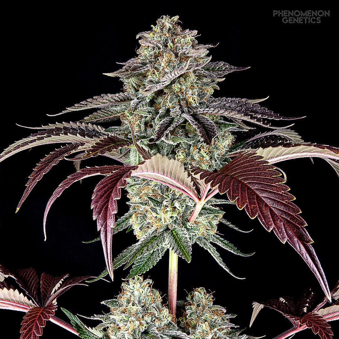 Phenomenon Genetics SF Bean