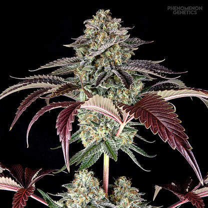 Phenomenon Genetics SF Bean