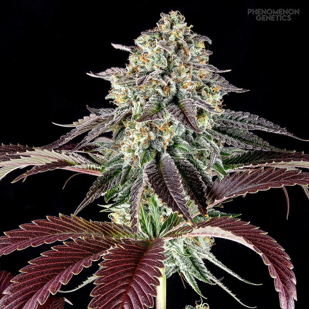 Phenomenon Genetics SF Bean