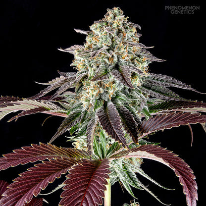 Phenomenon Genetics SF Bean