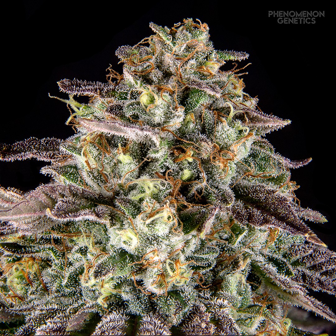 Phenomenon Genetics SF Bean