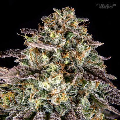 Phenomenon Genetics SF Bean