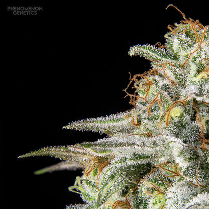 Phenomenon Genetics SF Bean