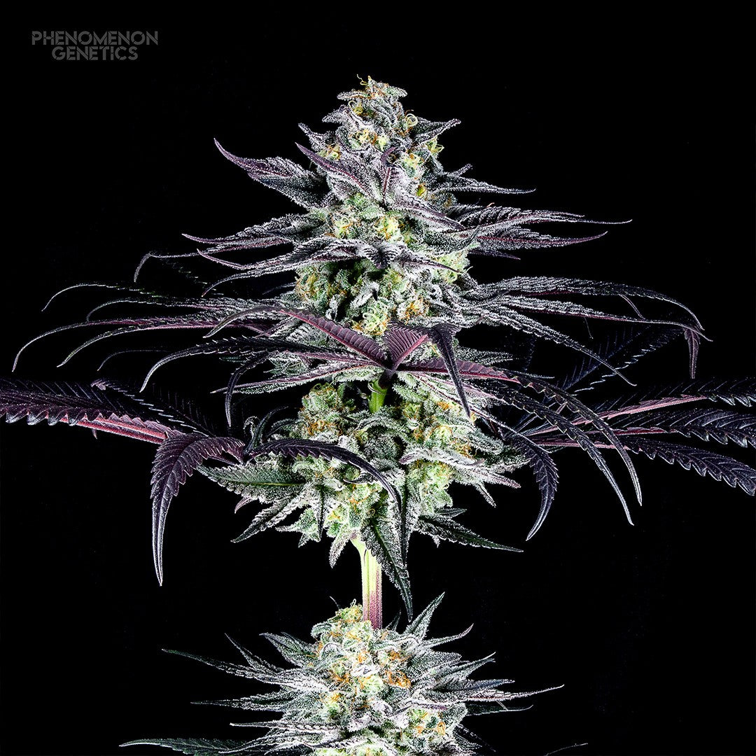 Phenomenon Genetics TangoZ