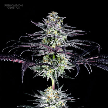 Phenomenon Genetics TangoZ