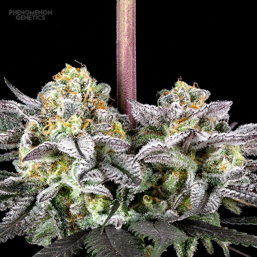 Phenomenon Genetics TangoZ