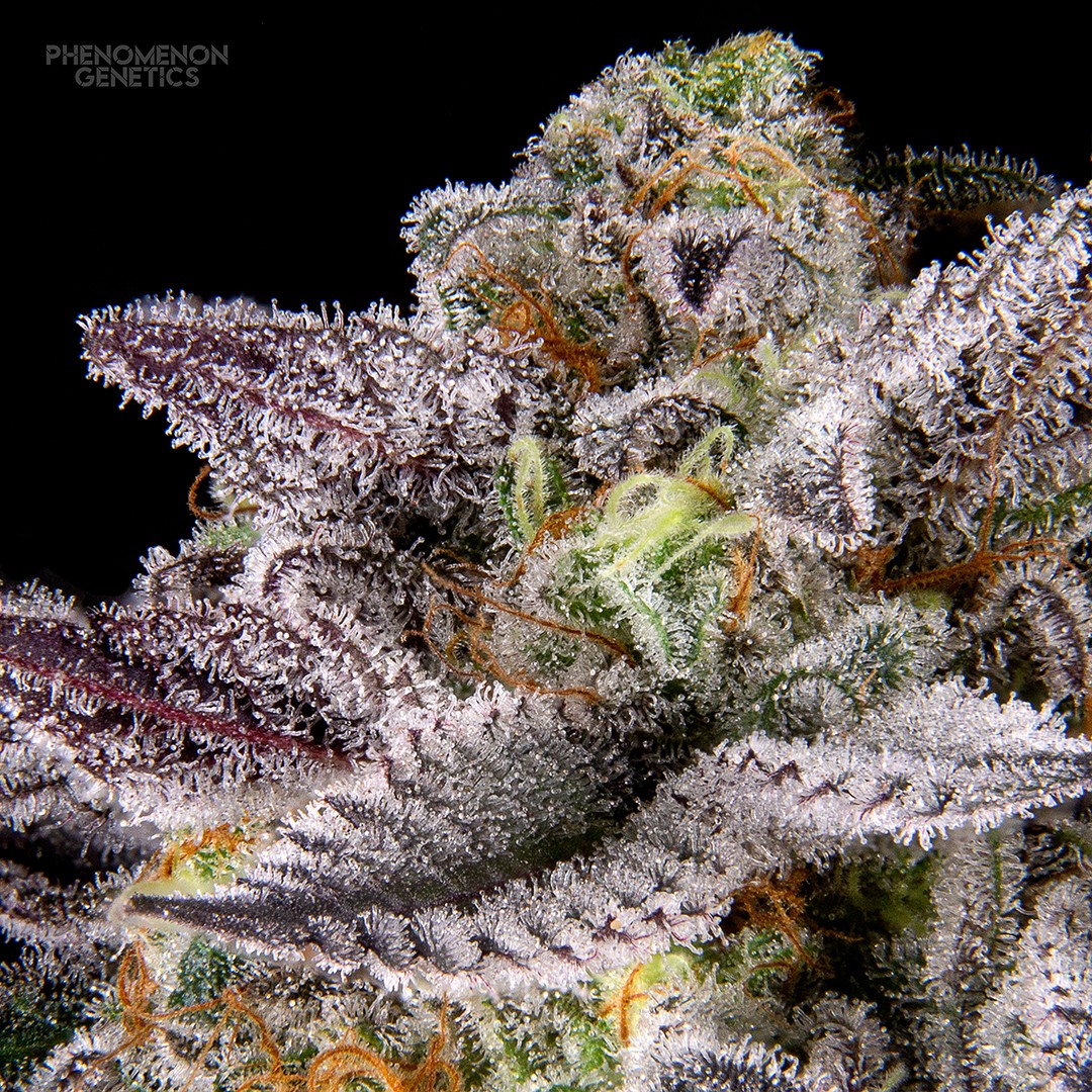 Phenomenon Genetics TangoZ