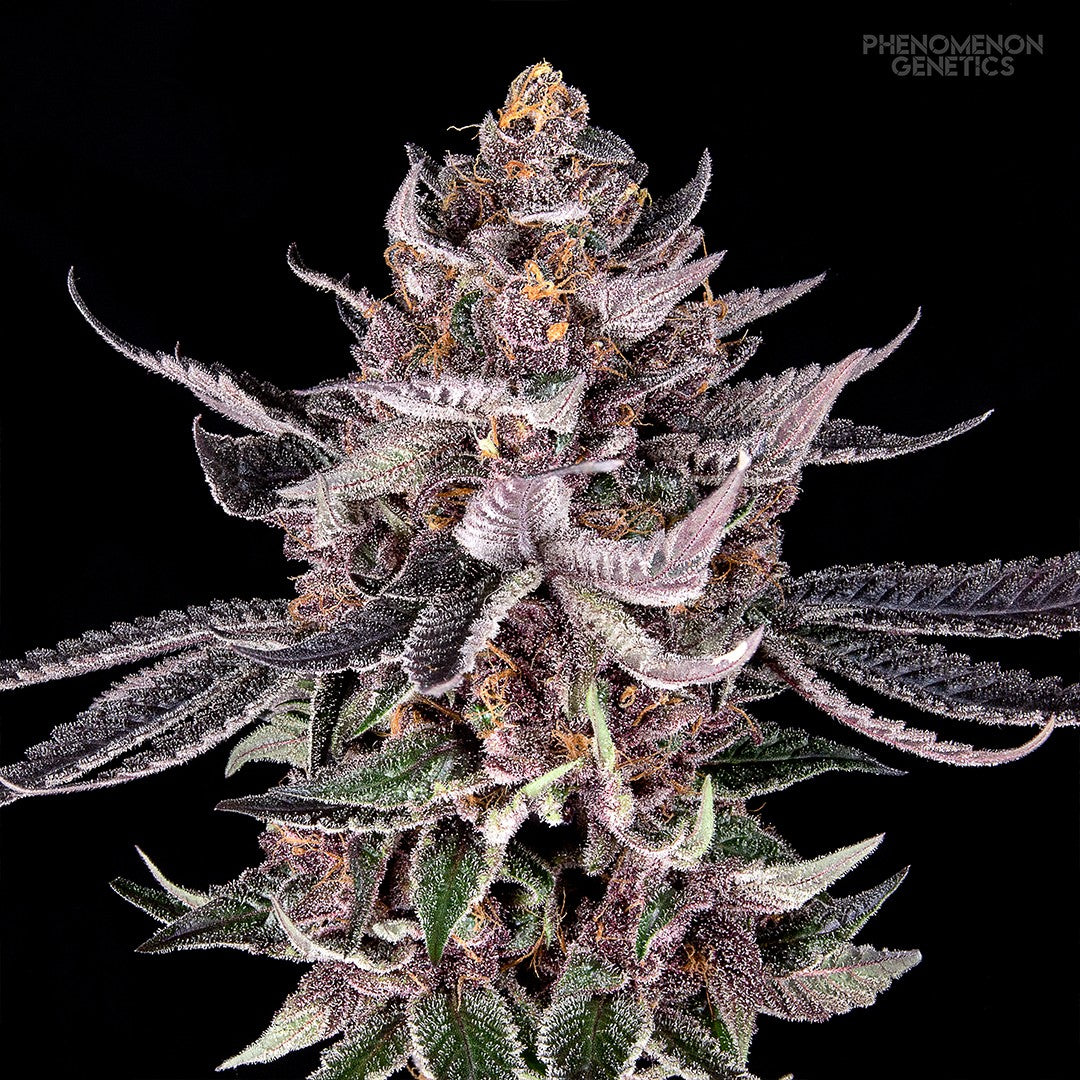 Phenomenon Genetics TangoZ