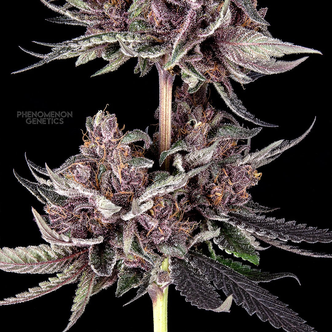 Phenomenon Genetics TangoZ