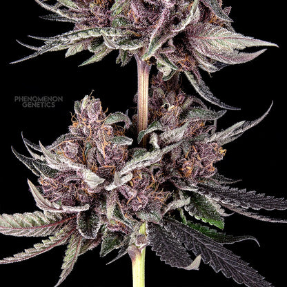 Phenomenon Genetics TangoZ