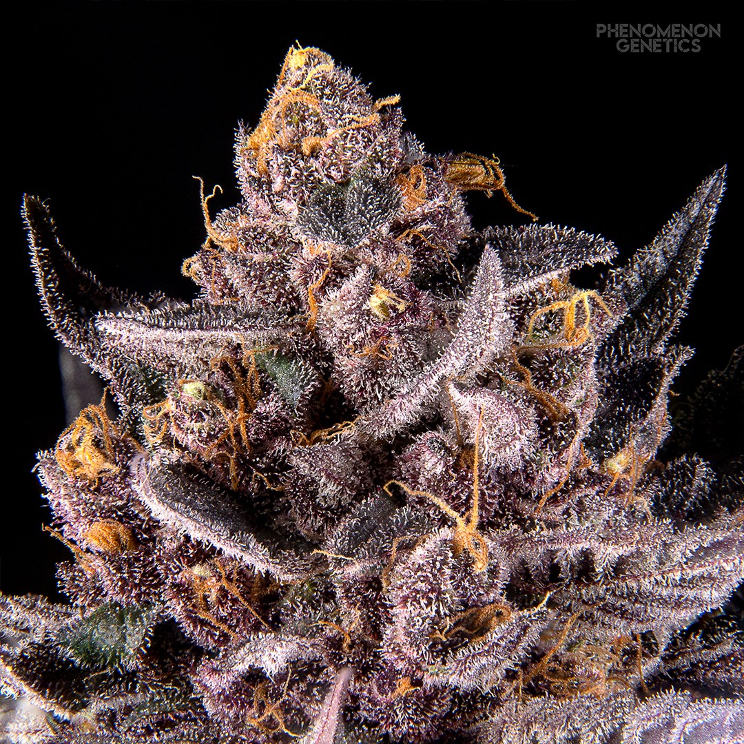 Phenomenon Genetics TangoZ