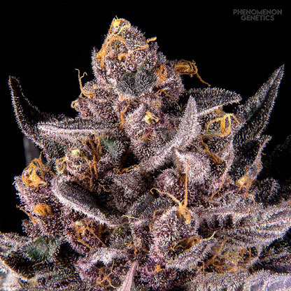 Phenomenon Genetics TangoZ
