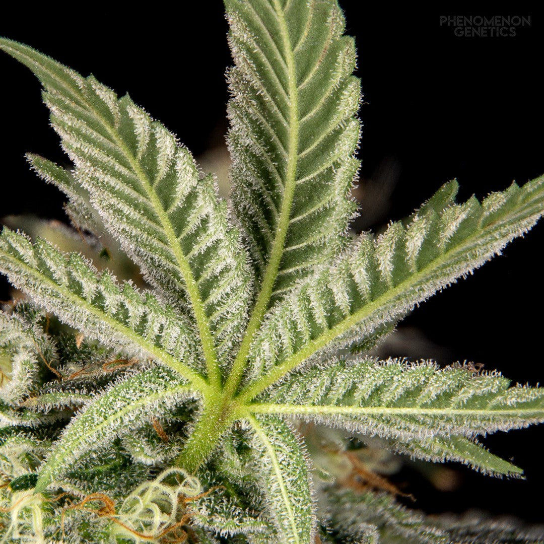 Phenomenon Genetics TangoZ